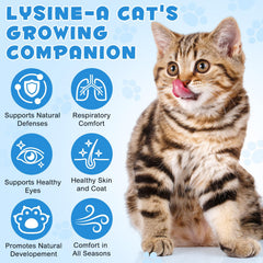 Closeup of NIFEISHI Lysine cat drops bottle highlighting pure formula