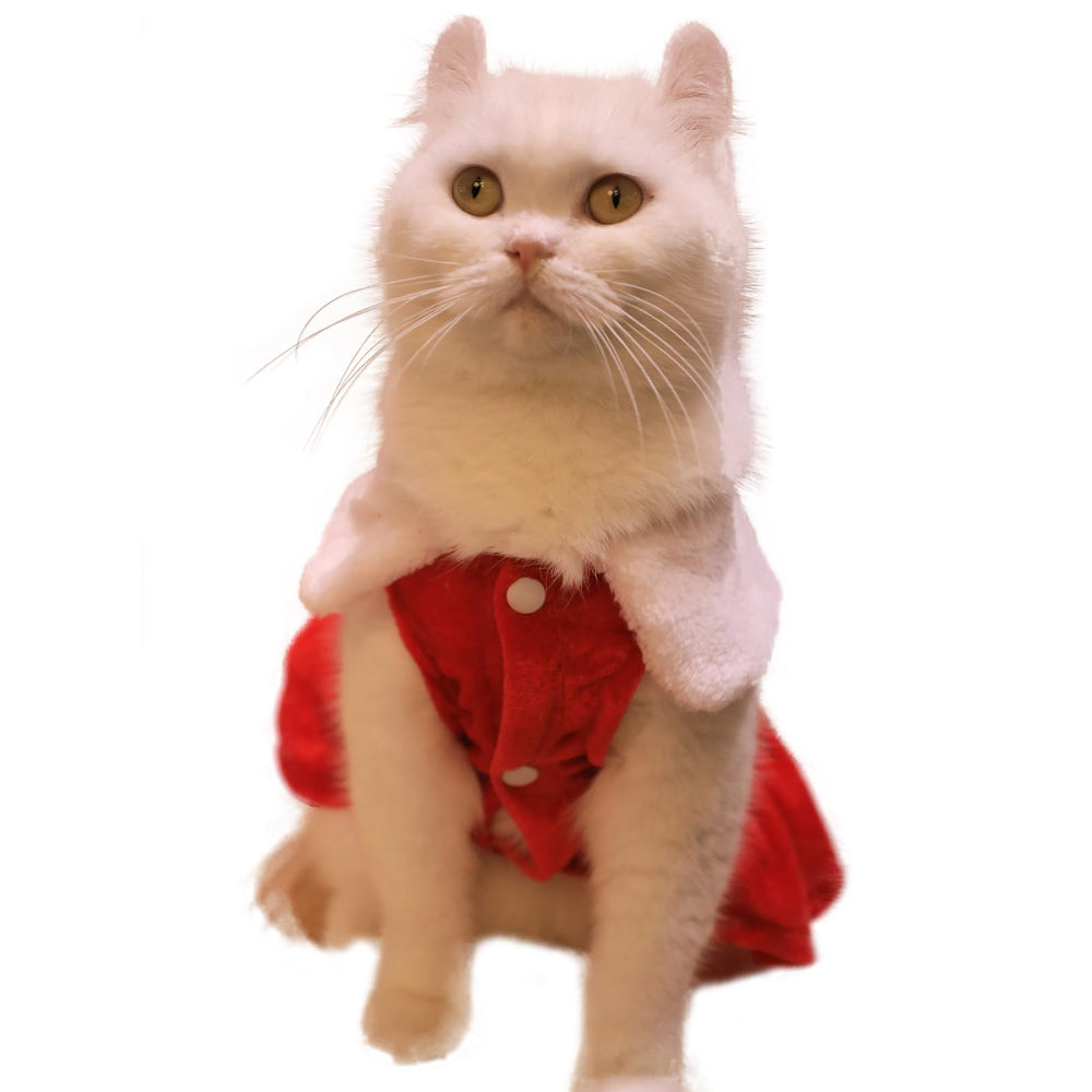 Nigua dog Christmas dress for birthday celebrations, cute look