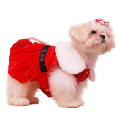 Nigua dog Christmas dress festive party look perfect for small dogs.