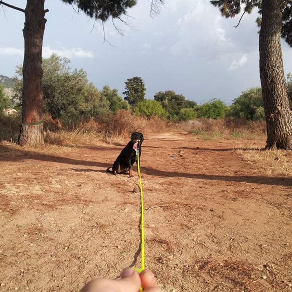 NIMBLE leash ideal for backyard training and safe playtime.