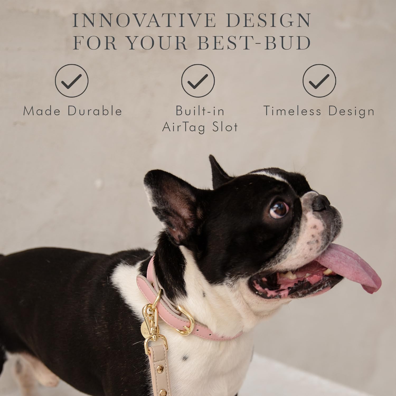 Nina Woof Cupertino dog wearing collar pink highlights everyday style.