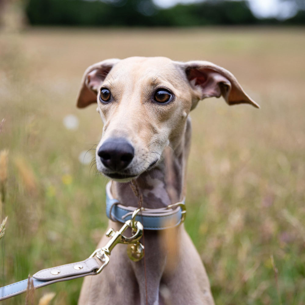 Nina Woof dog-walking-scene blue leash shows comfortable daily use.