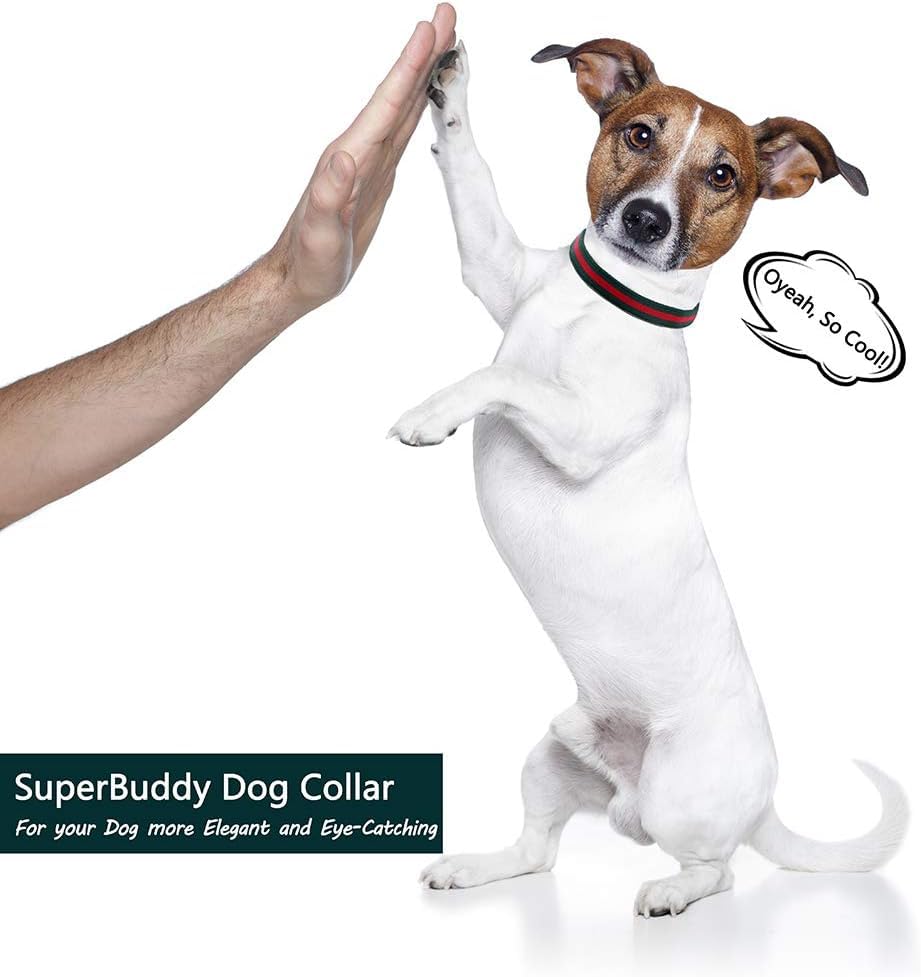 NISIYE dog walking style occasion image captures versatile fashion for events.