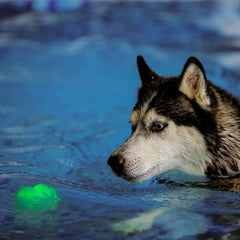 Nite Ize GlowStreak Ball runs up to 35 hours on replaceable batteries.