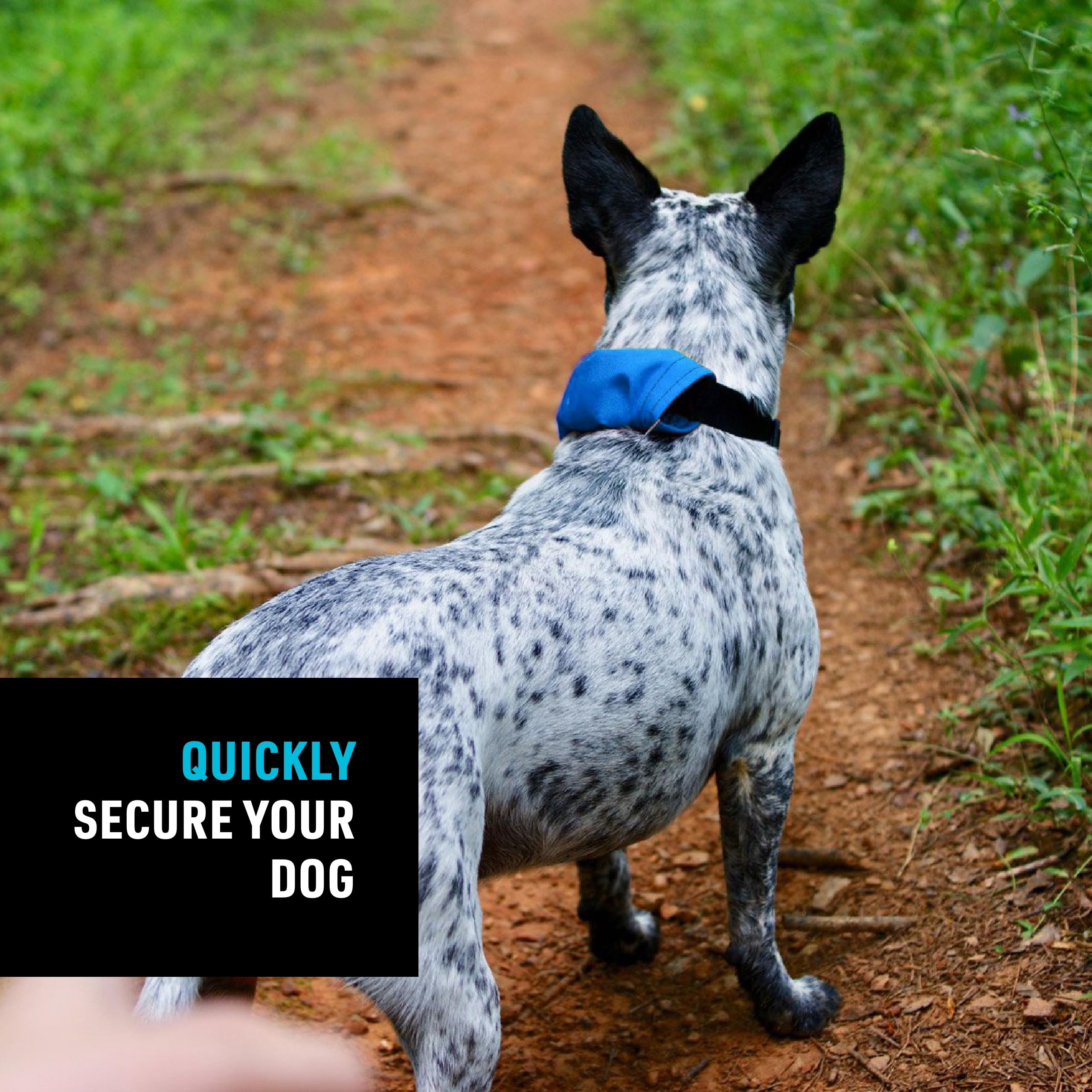 Nite Ize Raddog blue 16-18 inch collar for medium dogs.