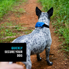 Nite Ize Raddog blue 16-18 inch collar for medium dogs.