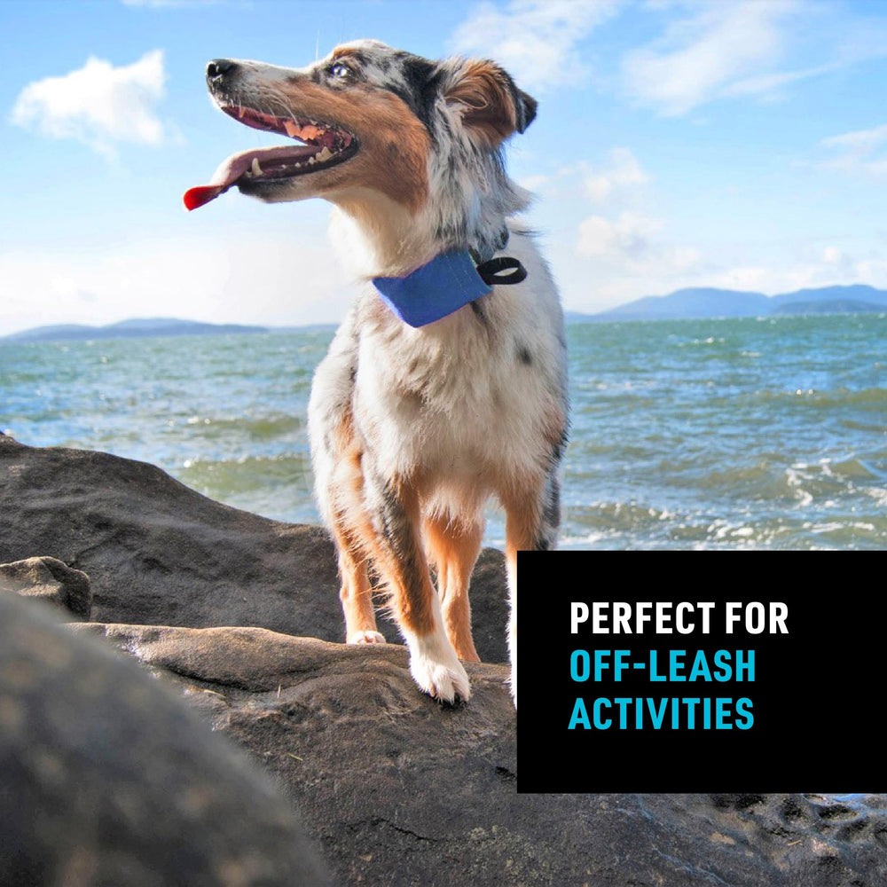 Nite Ize Raddog collar with side-squeeze buckle for secure quick-release.