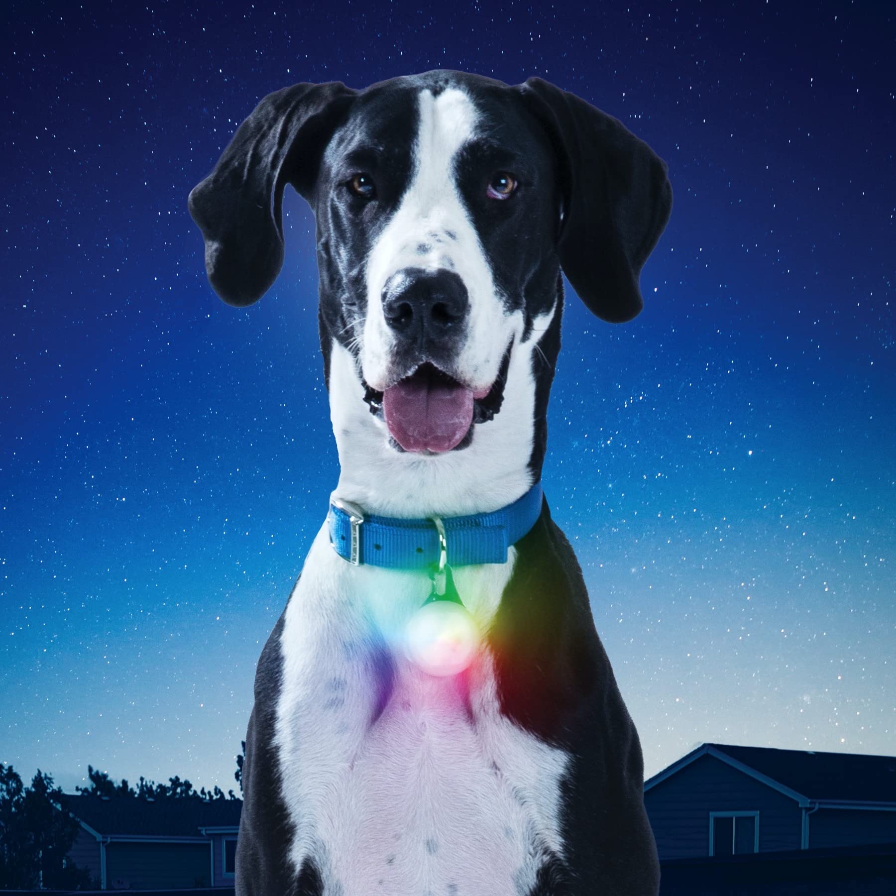 Nite Ize SpotLit XL clip-on LED showing high visibility on collars.