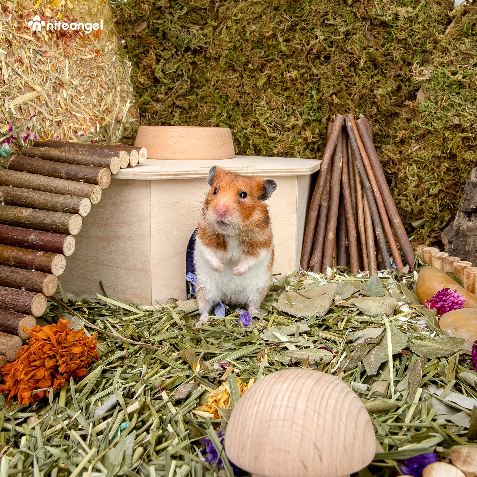 niteangel birch chamber-maze hamster hideout interior shot shows easy cleaning access.