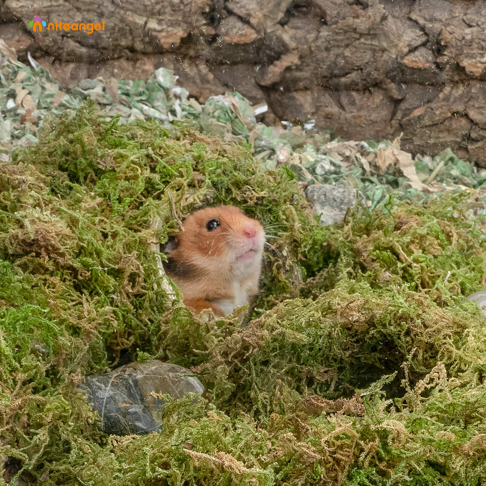 Niteangel forest moss bedding in habitat providing natural decor and enrichment