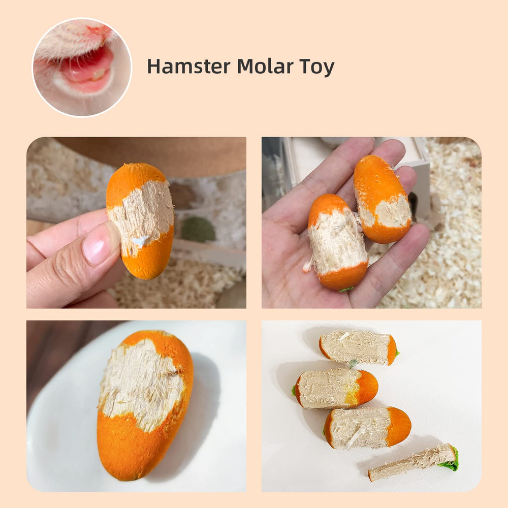 Niteangel hamster enrichment during playtime boosts activity and stress relief.