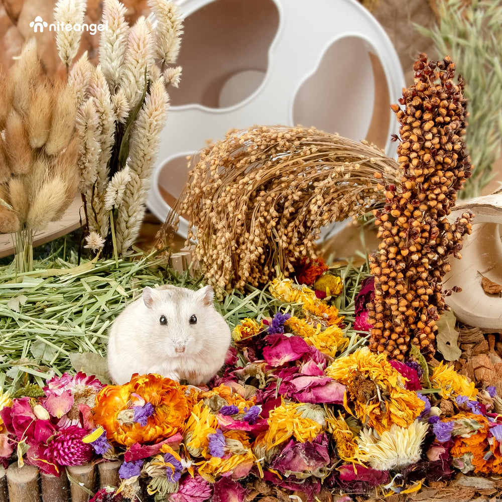 Niteangel nature-themed cage with petals creates a vibrant habitat.