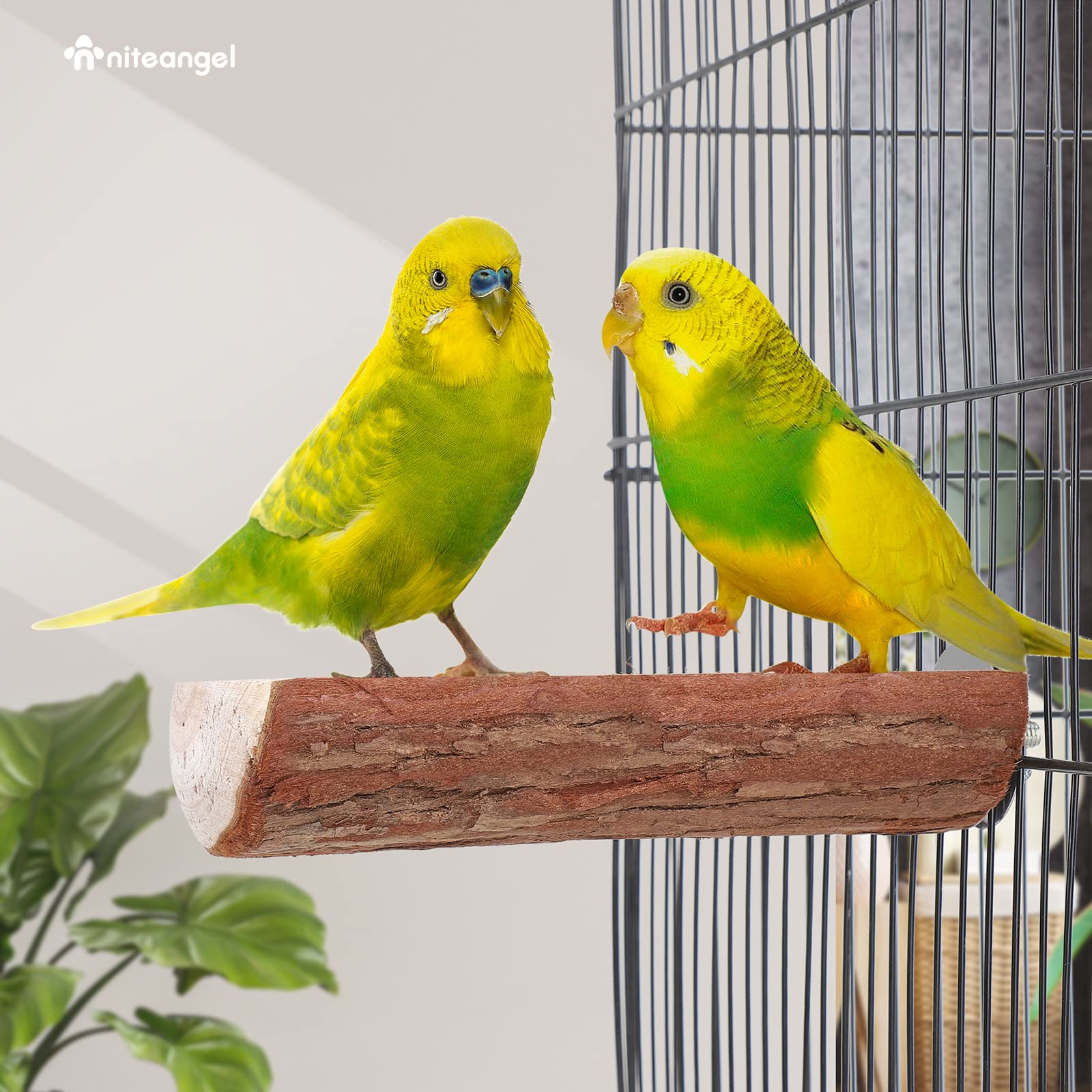 Niteangel parrot cage perch invites bird-play and active exploration.