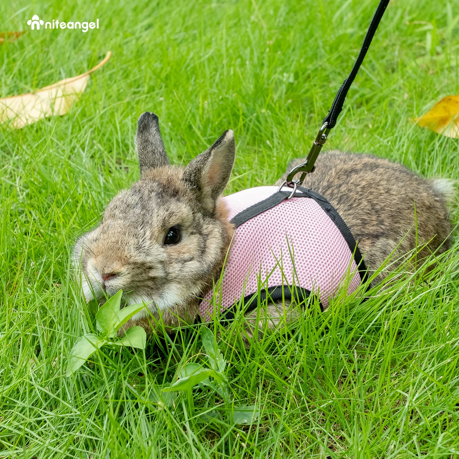 Niteangel size range 3.5–6 lbs illustrated with rabbit wearing harness.
