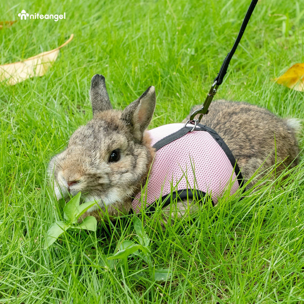 Niteangel size range 3.5–6 lbs illustrated with rabbit wearing harness.