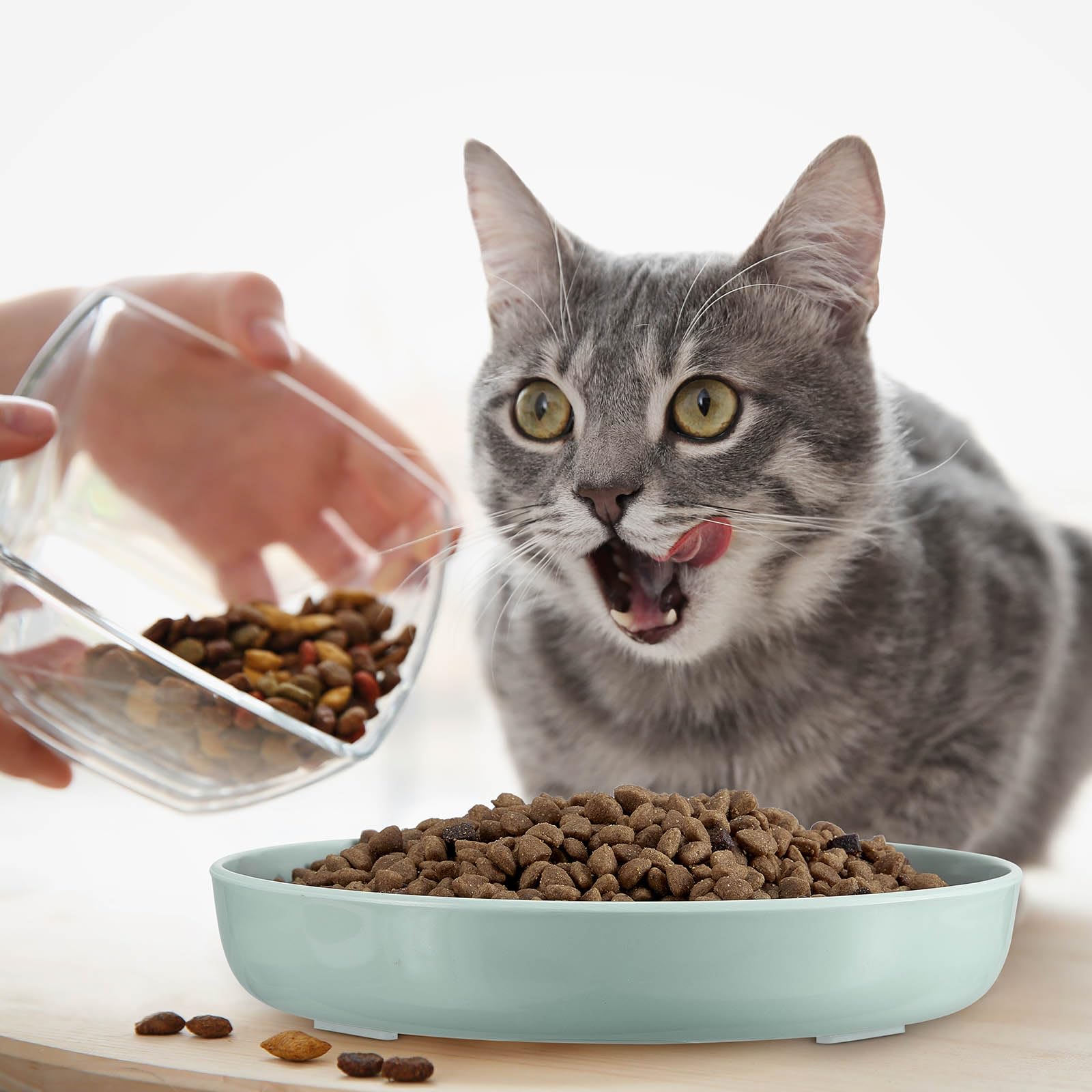 Nitial safe sturdy odorless plastic cat bowl for daily use.
