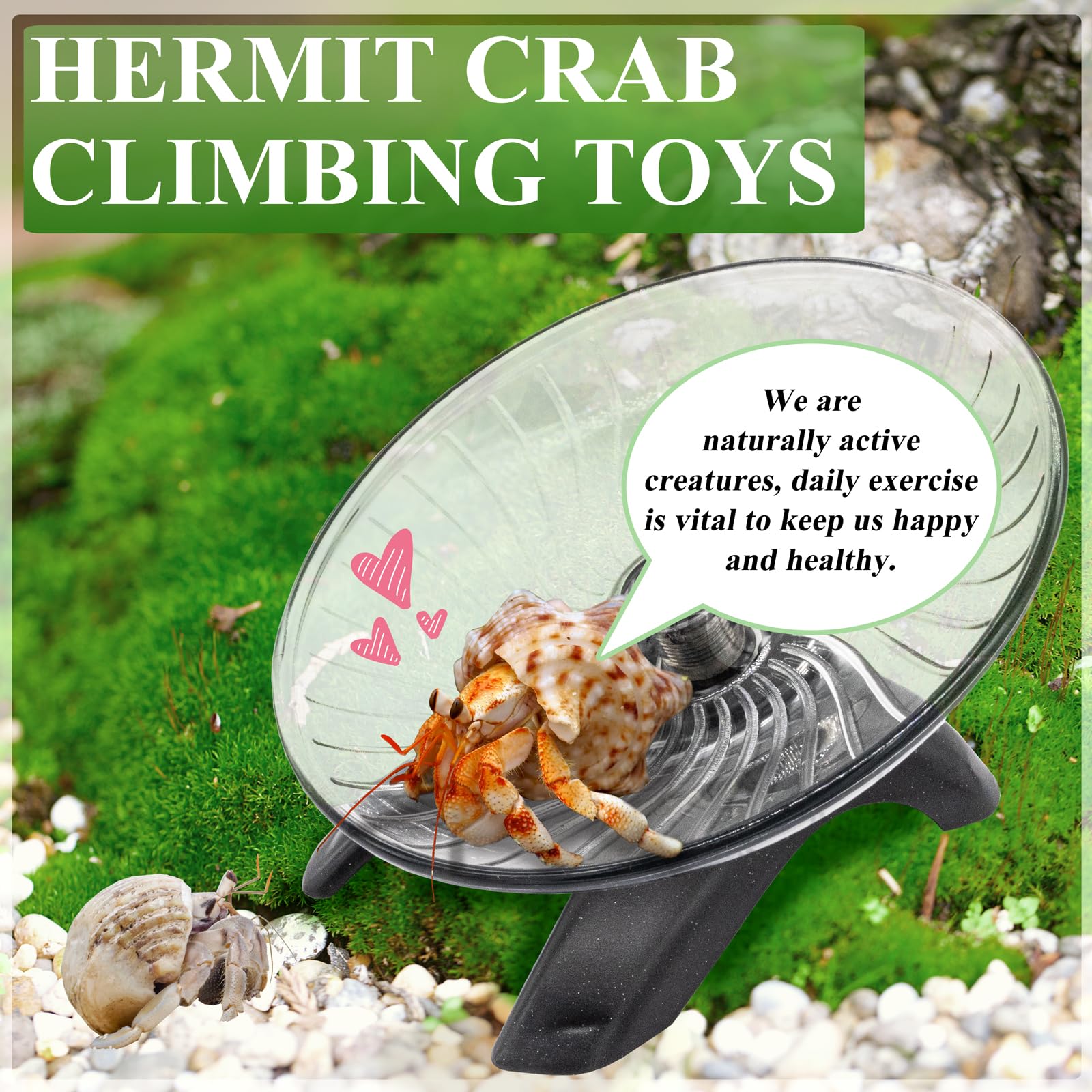 Niuohoy Hermit Crab Exercise Wheel tank-setup ready for in-tank activity.