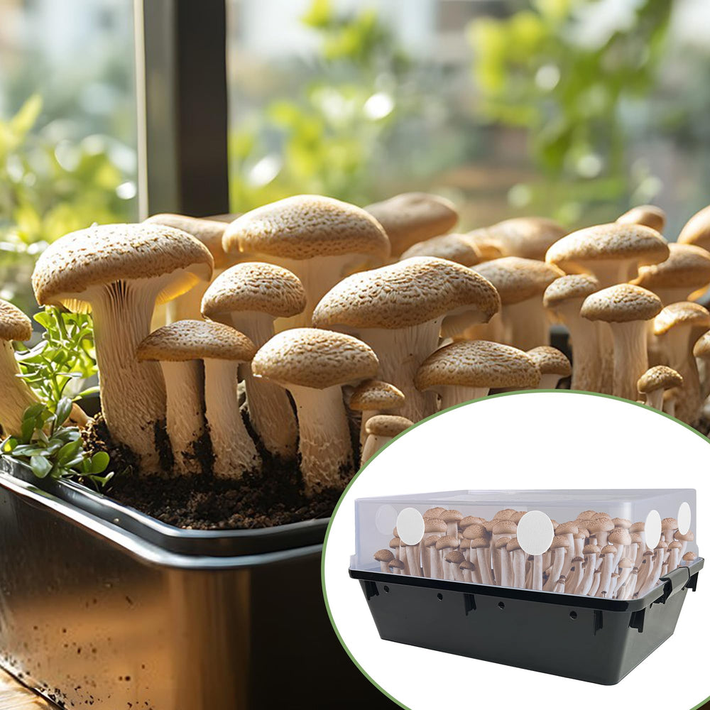 Nkiy Quen mushroom cultivation filter pad closeup shows dense yet breathable material