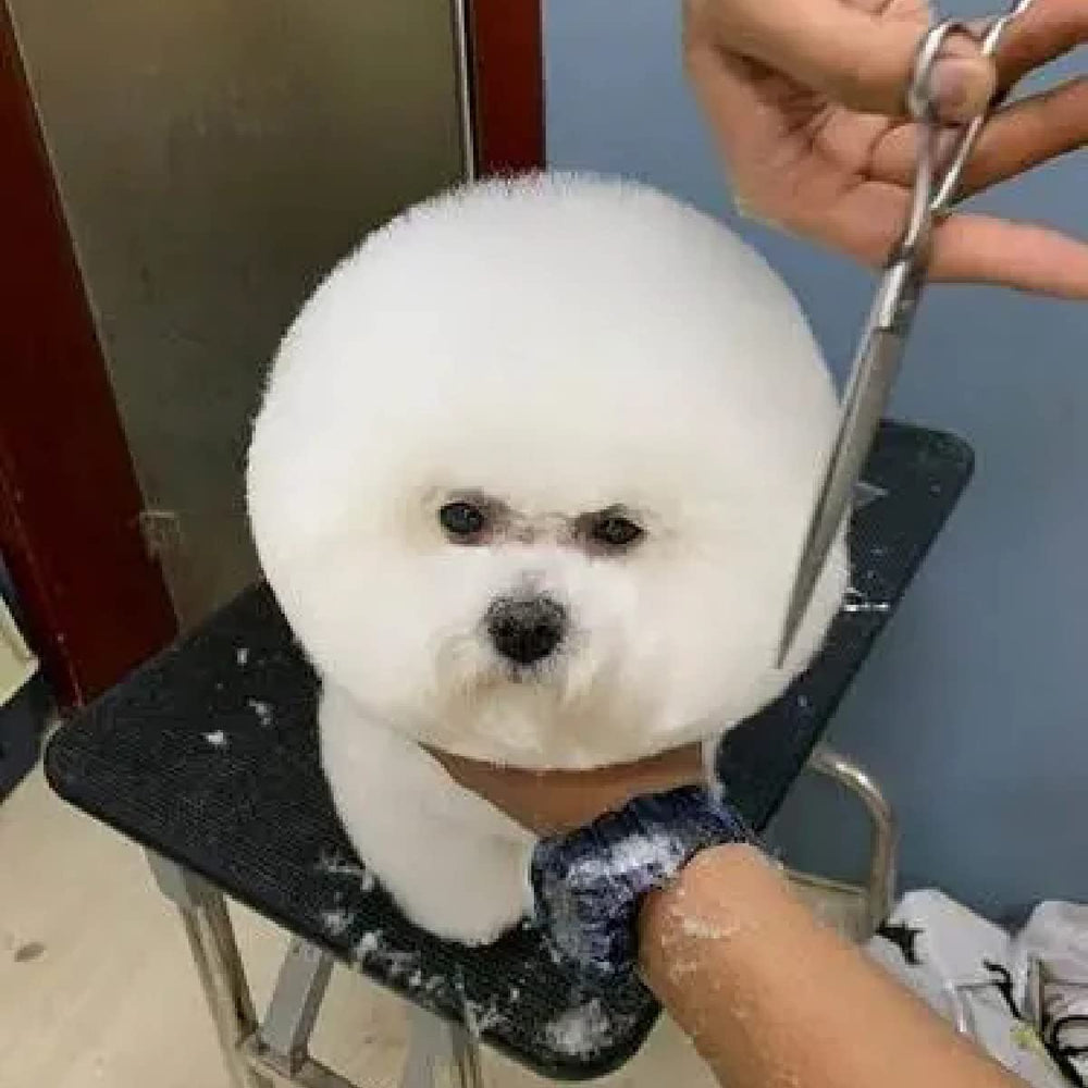 Nlmskzzy dog grooming scissors in action for efficient home grooming sessions.