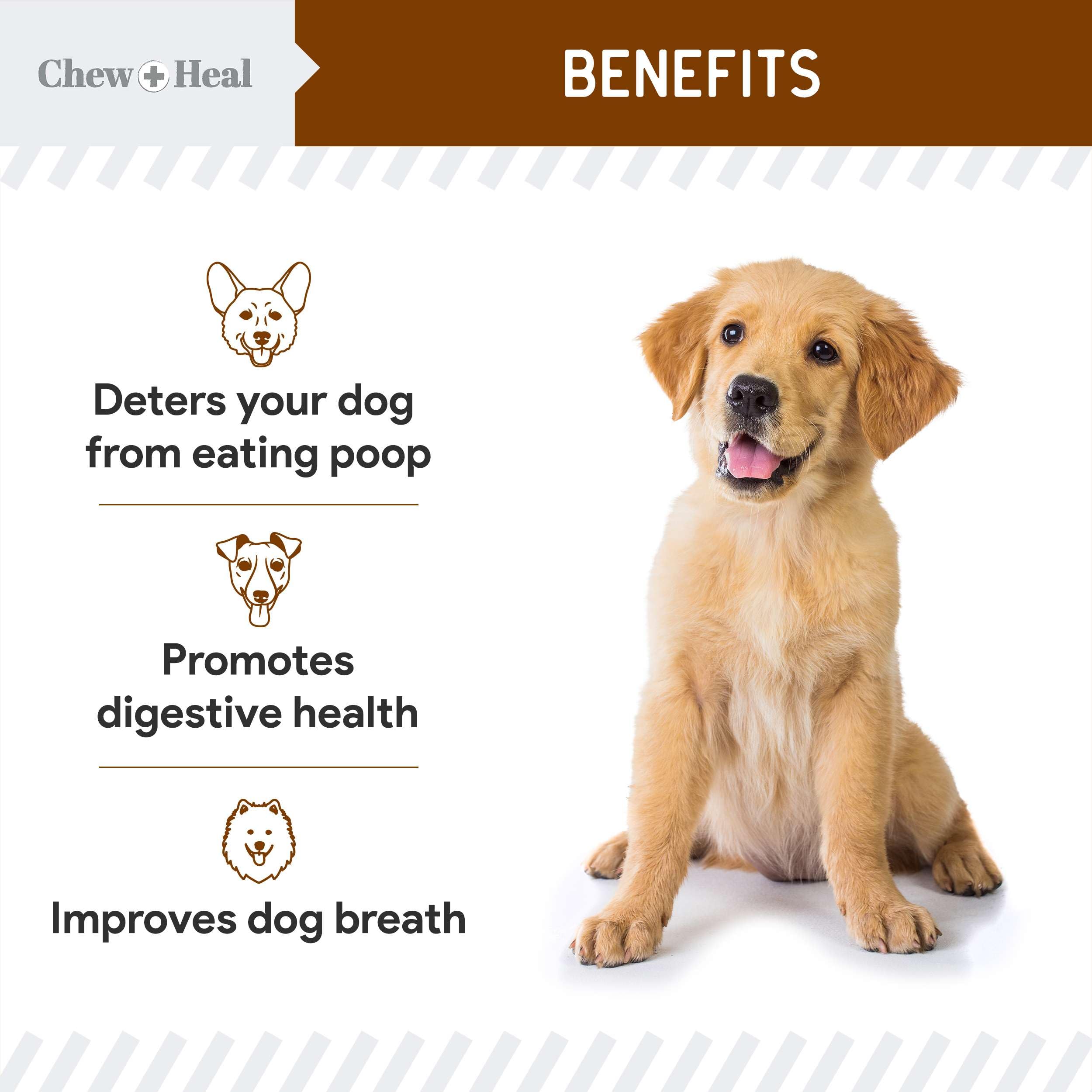 Dog interacting with No Poo Chews as a stool-eating deterrent in daily routine.