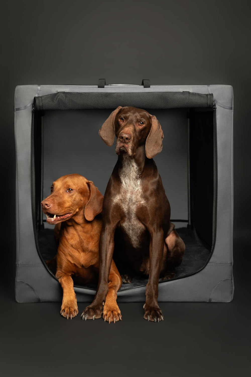 Noah & Paw handbag option provides on-the-go transport and organization.