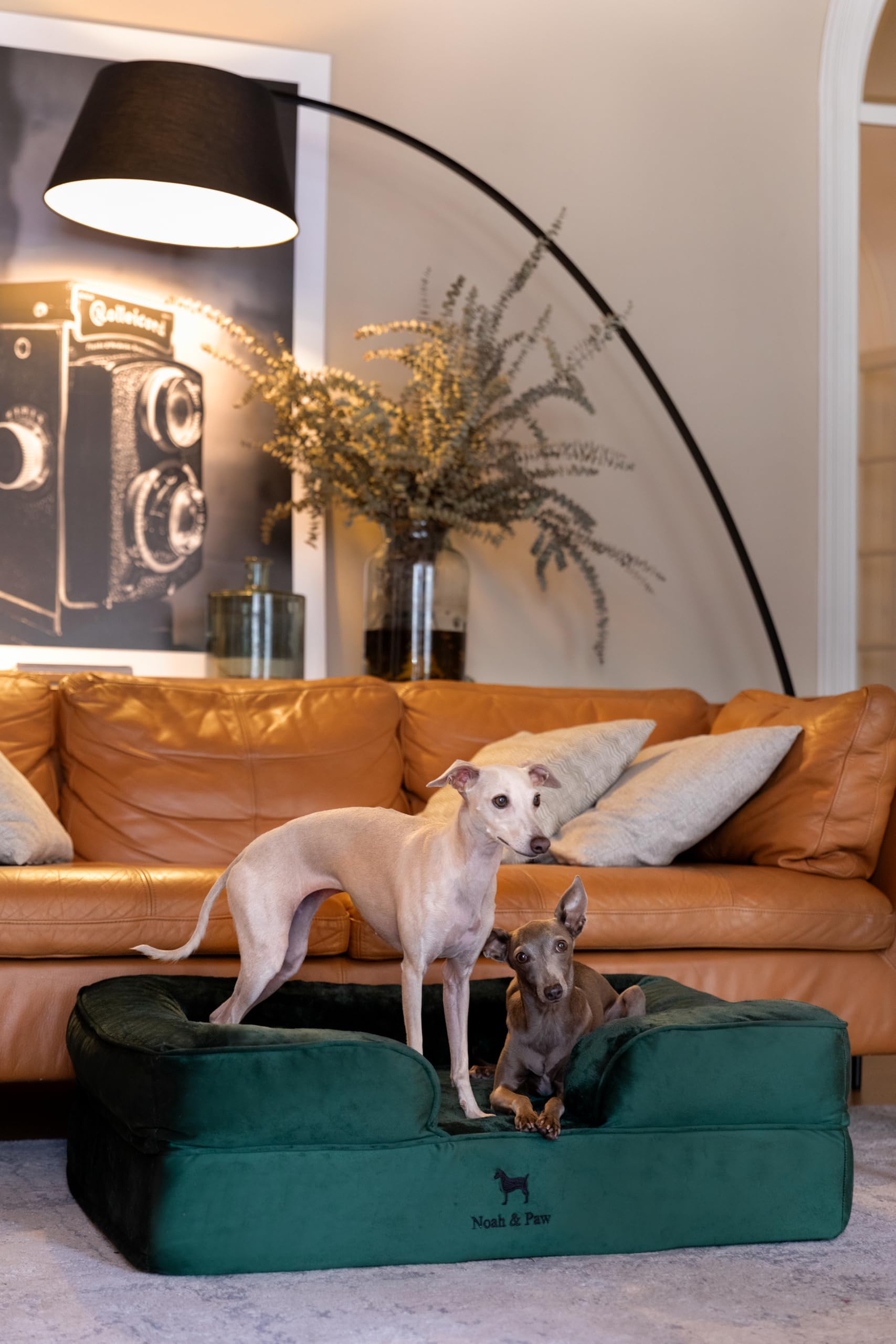 NOAH & PAW Large Dog Bed 35x25 inch size suits large breeds and rooms.