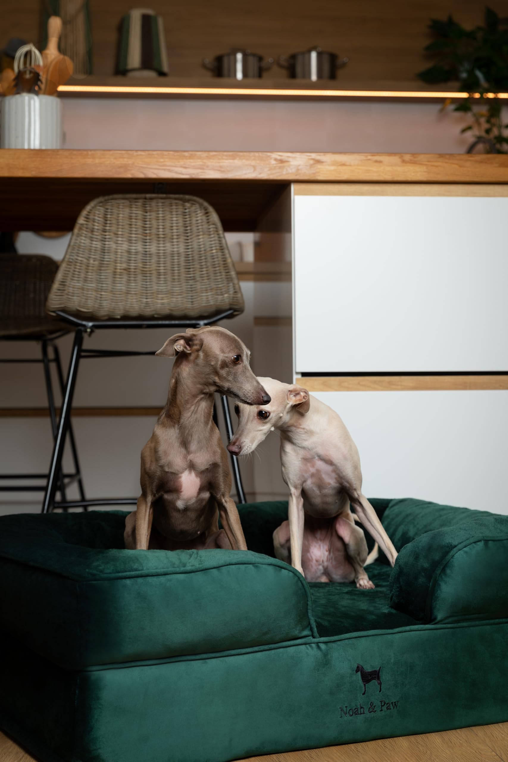 NOAH & PAW Large Dog Bed unboxing shows foam expanding to full shape.