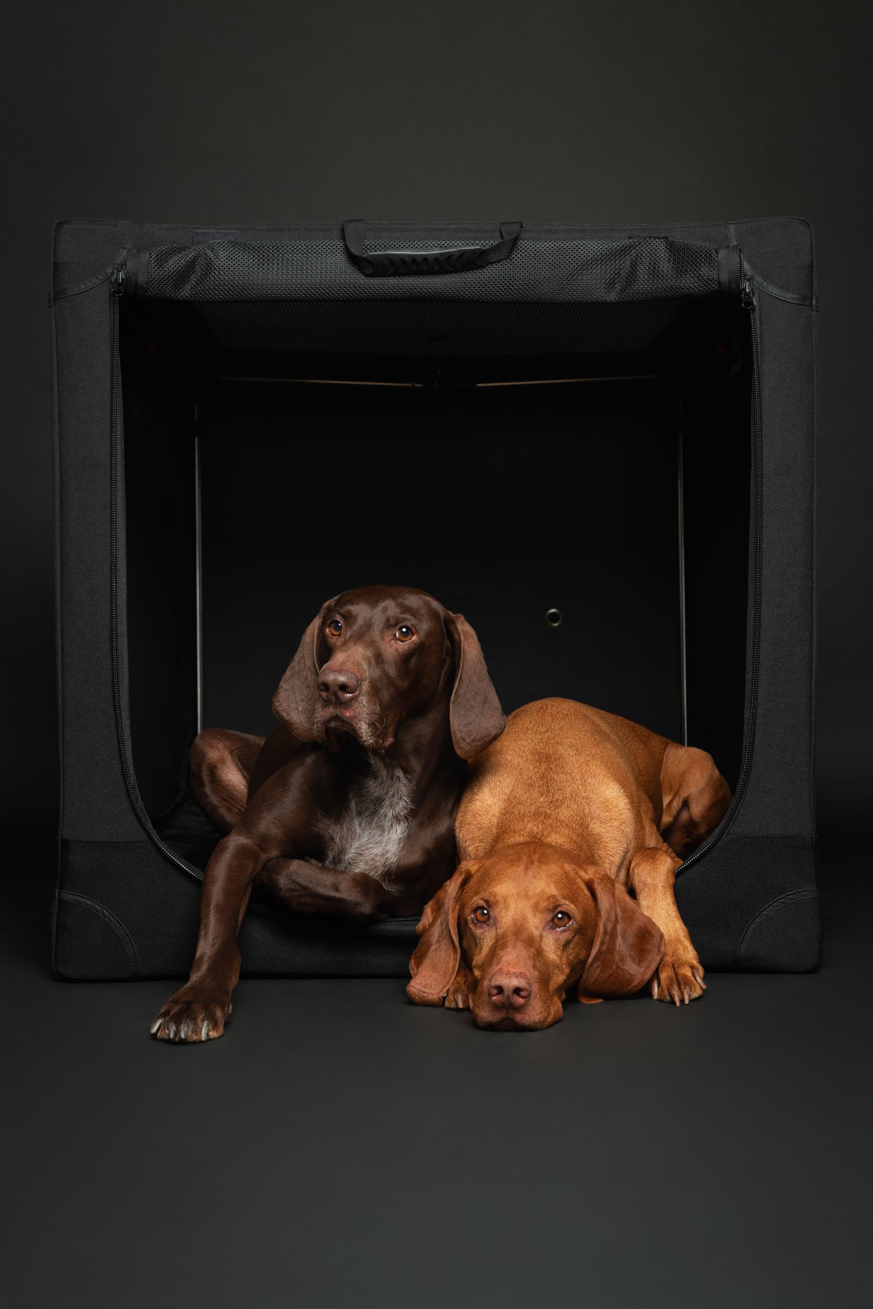 Noah & Paw stainless-steel frame offers strong, durable construction.