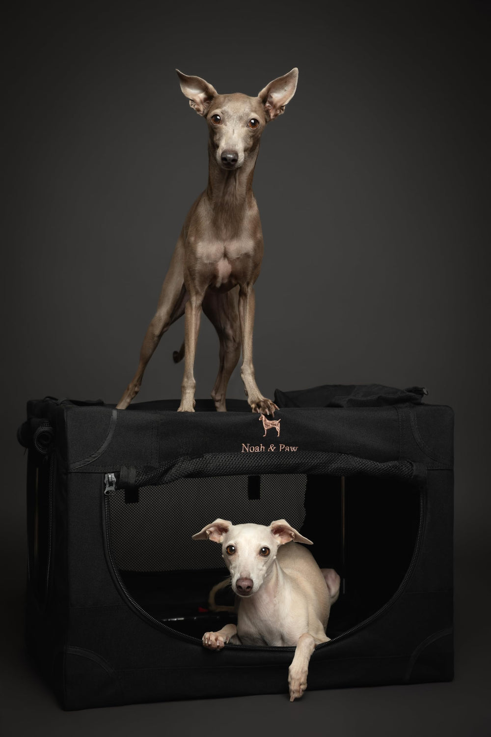 Noah & Paw crate available in multiple colors for style and fit.