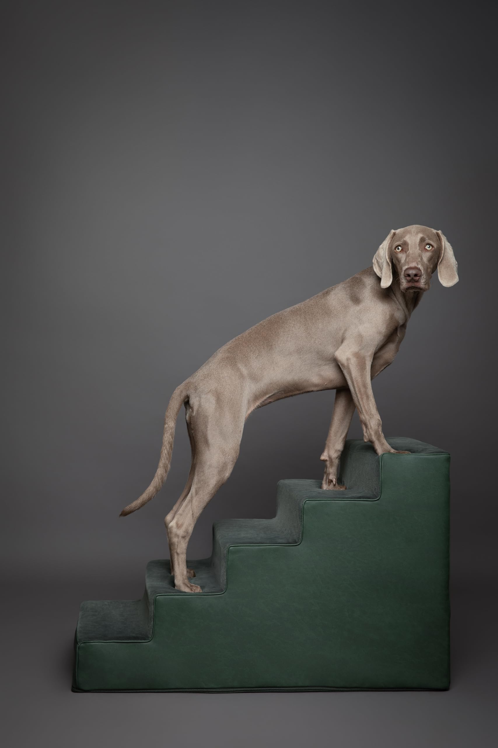 Noah & Paw stairs available in 3, 4, and 5 steps for every height.