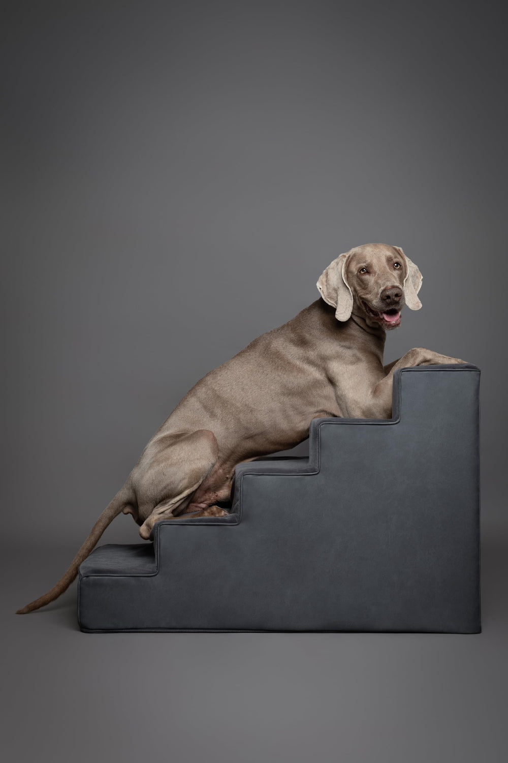 Noah & Paw dog stairs base design ensures secure footing on floors.
