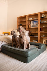 NOAH & PAW eggshell memory foam close-up with cooling gel infusion