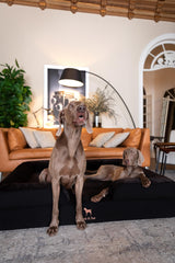 NOAH & PAW Giant Dog Bed XXL cooling gel detail highlights temperature regulation