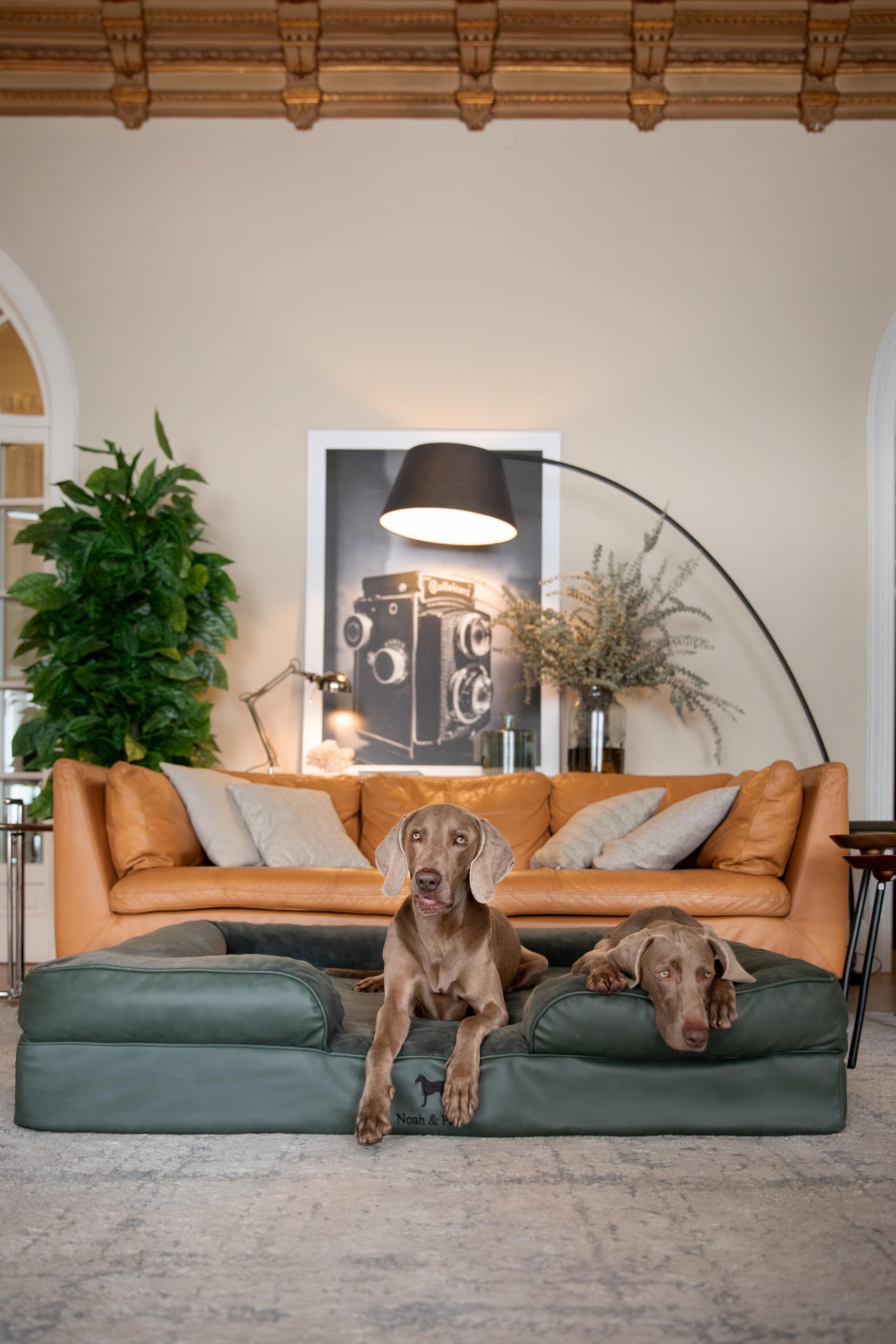 NOAH & PAW Giant Bed side profile highlighting 55x45x11 dimensions