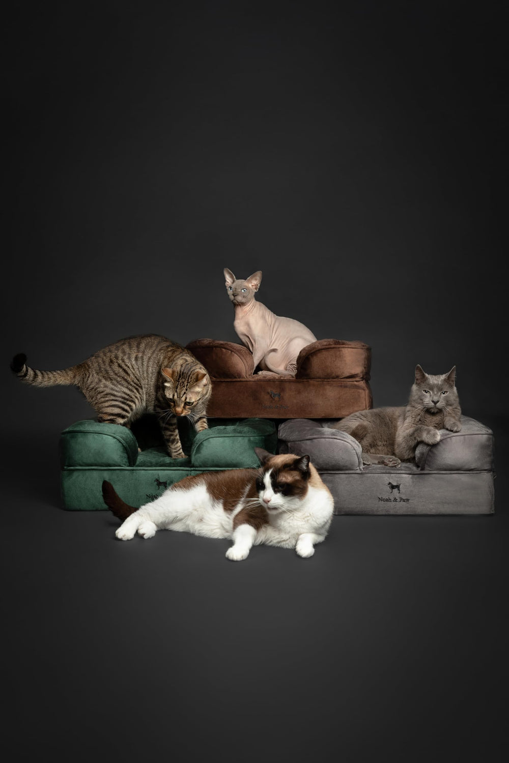 NOAH AND PAW bed shown in a cozy living room setup.
