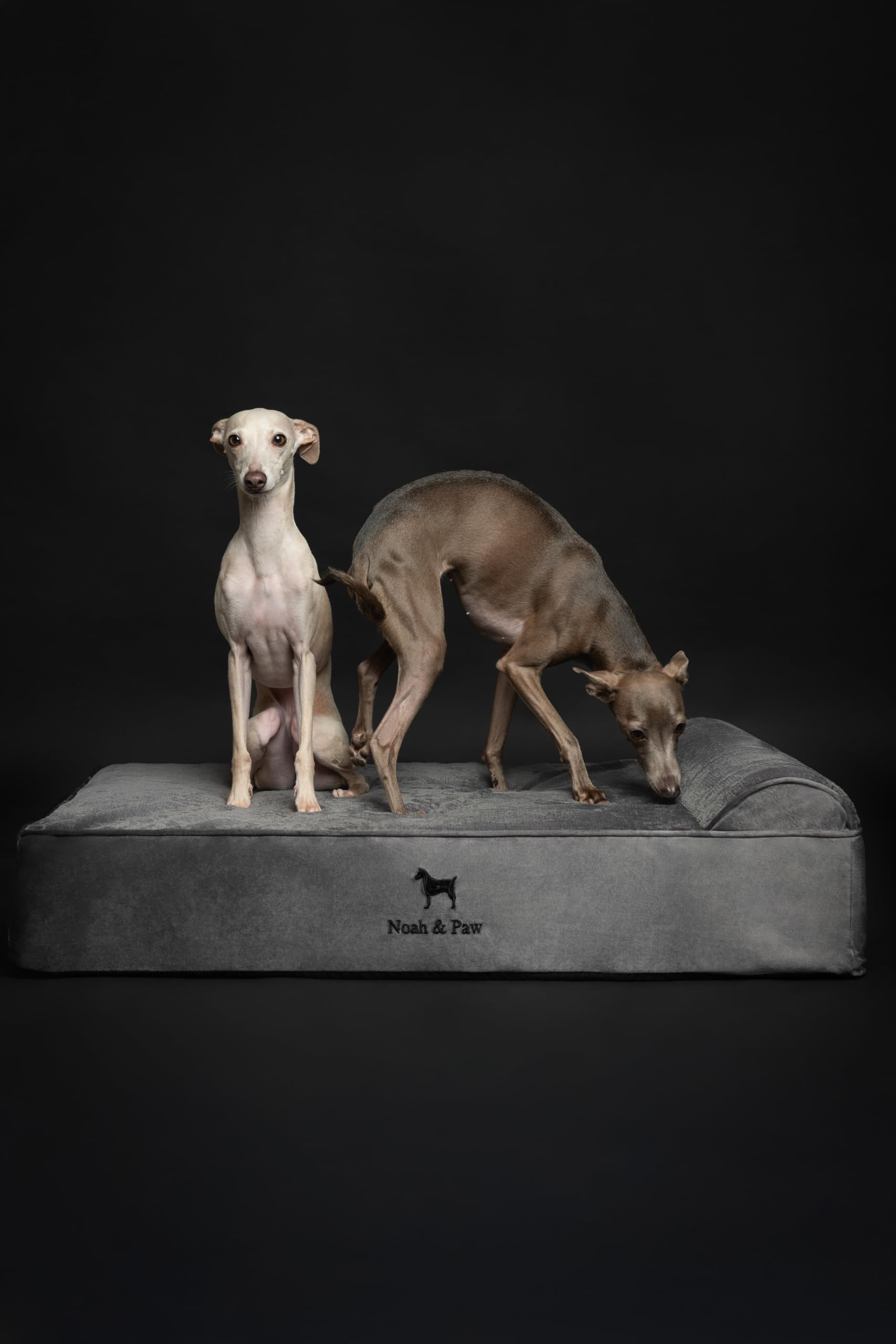 NOAH & PAW vet-approved orthopedic support aids aging joints with comfort
