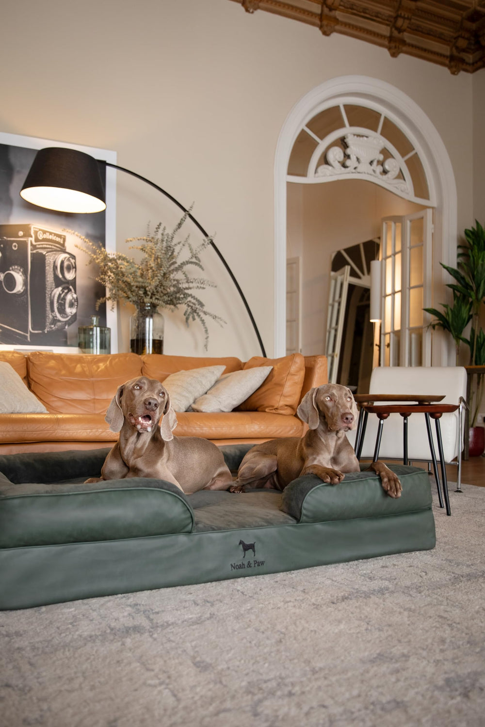 NOAH & PAW washable covers shown on a relaxed dog