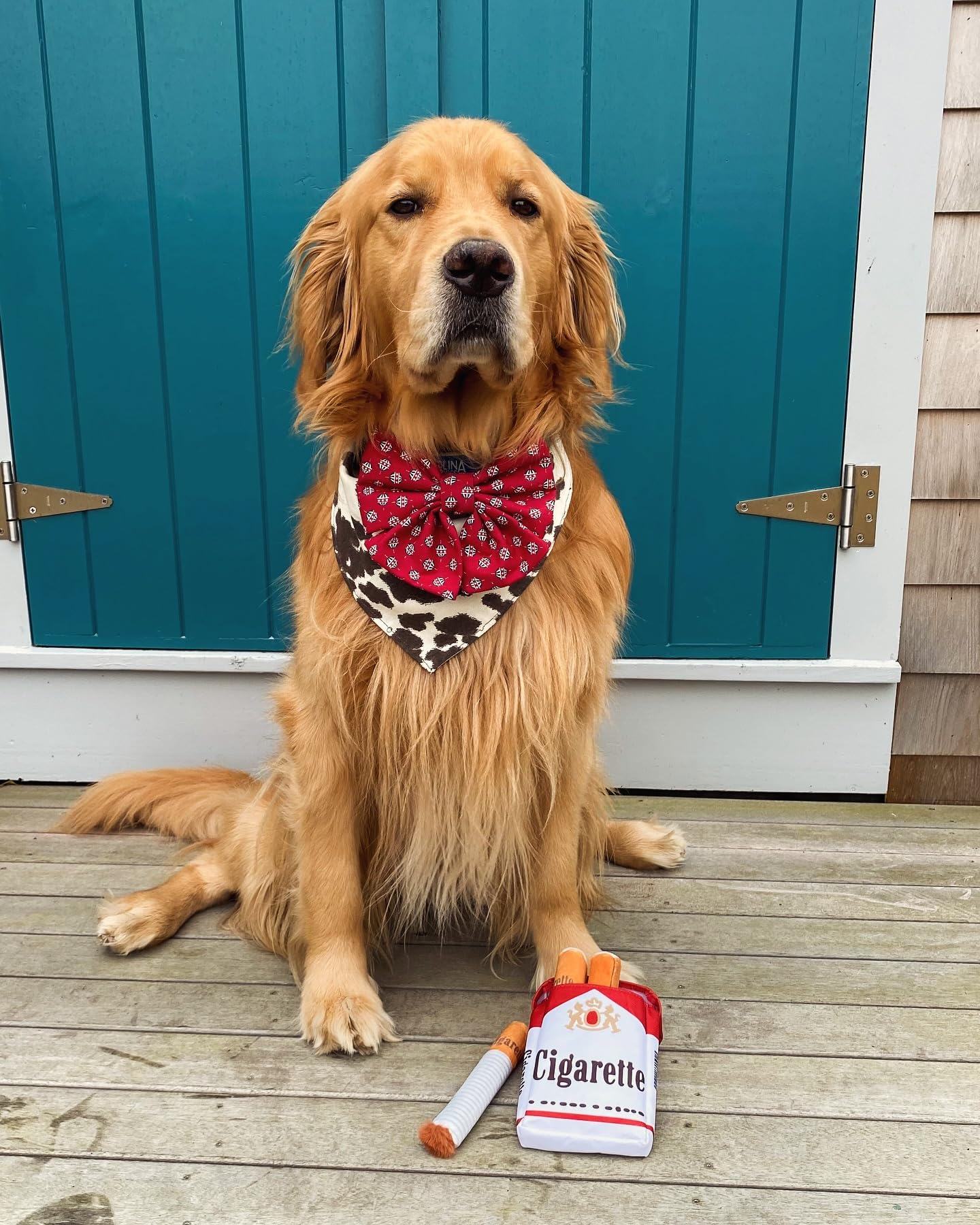 nocciola funny squeaky cigarette dog toy outdoor play scene durable material under supervision