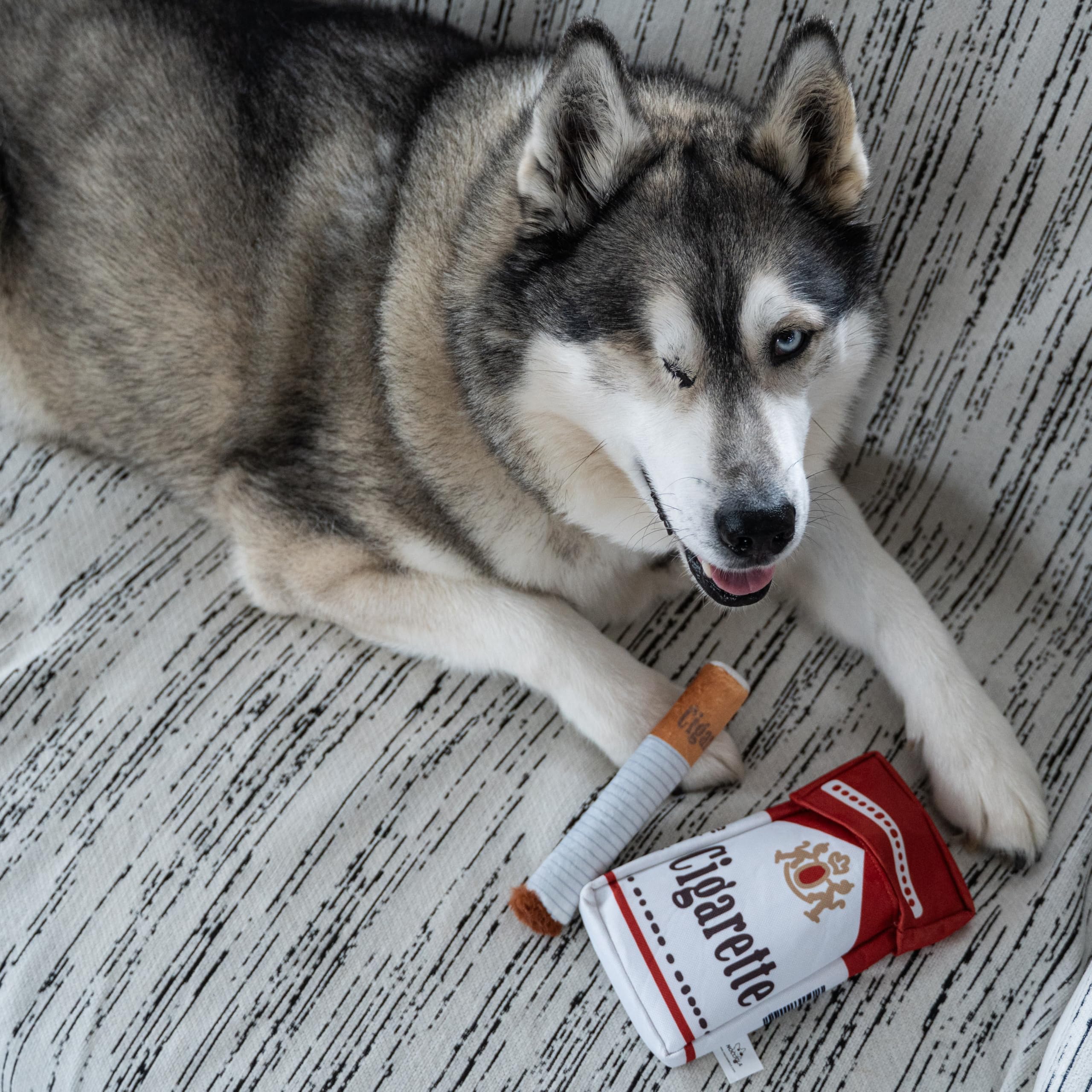 nocciola funny squeaky cigarette dog toy squeaker closeup captures playful interaction with owner