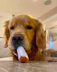 Nocciola interactive plush dog toys closeup highlights soft materials