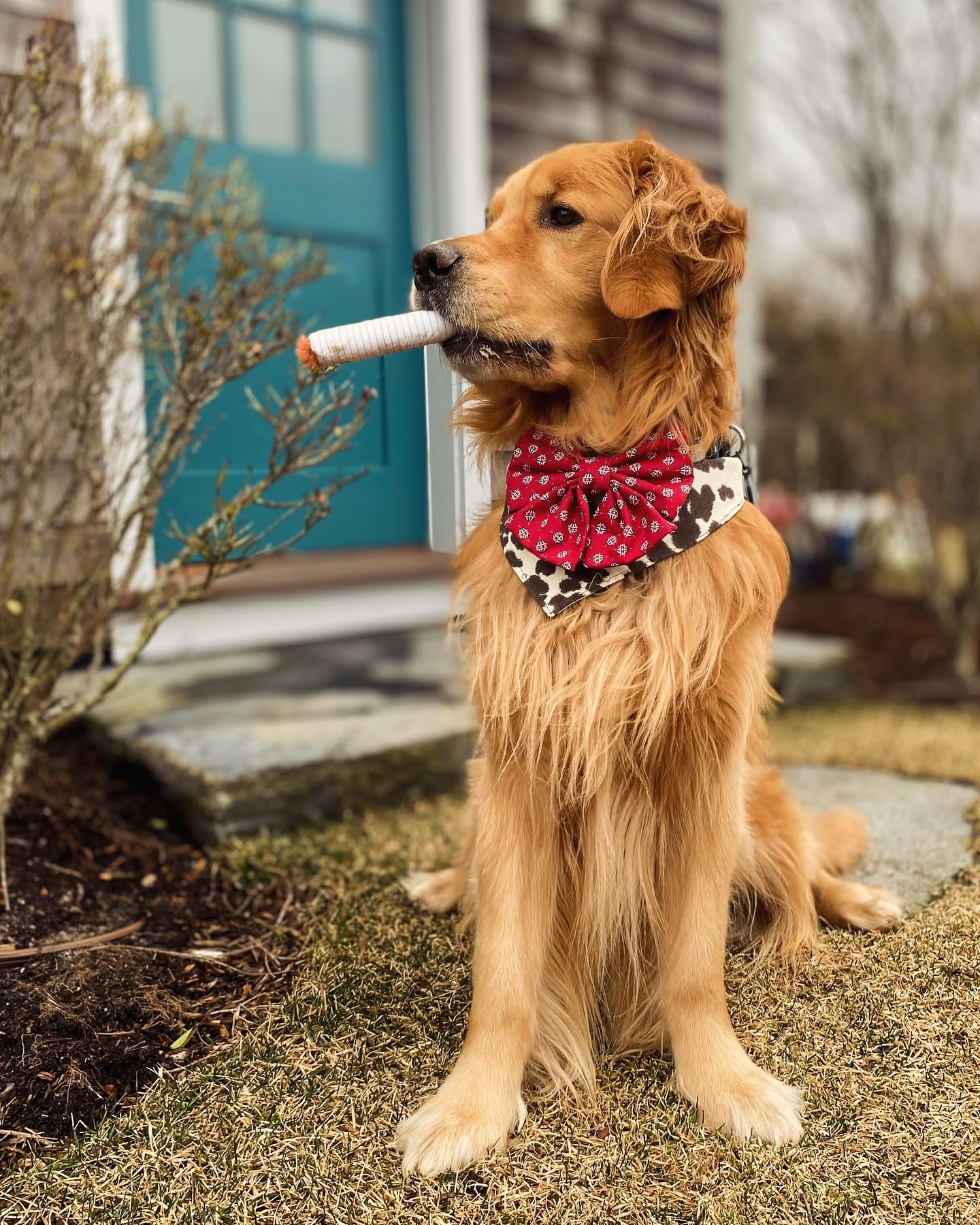 Nocciola squeaky puff sticks deliver engaging entertainment for active dogs