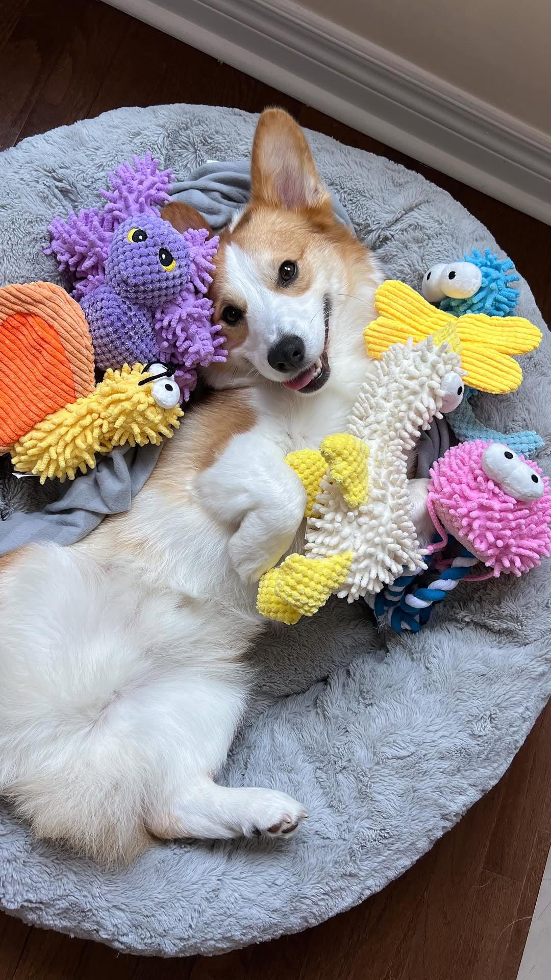 Nocciola stocking-stuffer dog toy pack for festive gifting.