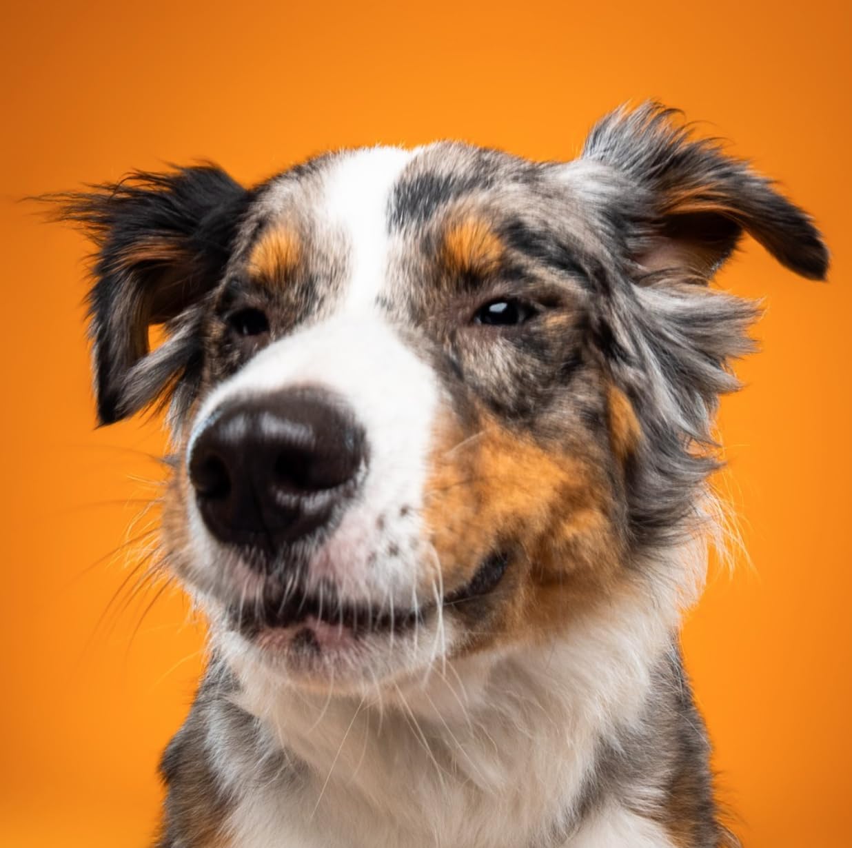 NomNomNow jerky treats for small dogs, easy-to-break training rewards.