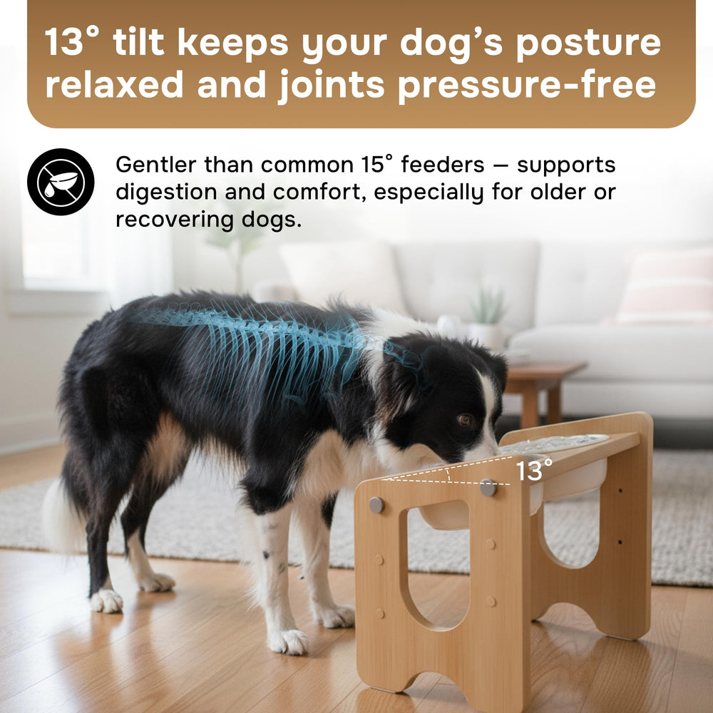 Nook Pets 13-degree tilt bowls promote comfortable eating posture.