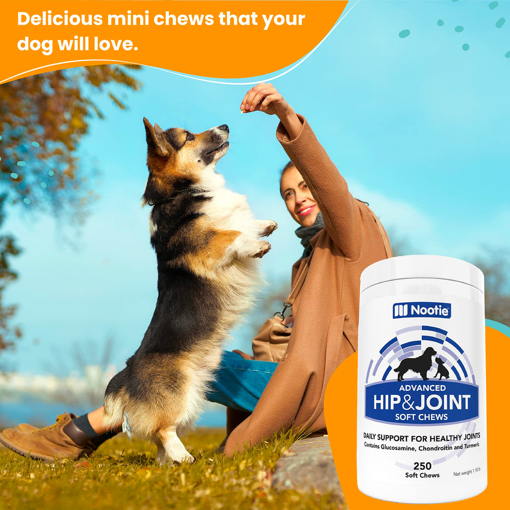 Nootie dogs enjoying bacon cheese chews demonstrates pet-friendly joint support in everyday life.
