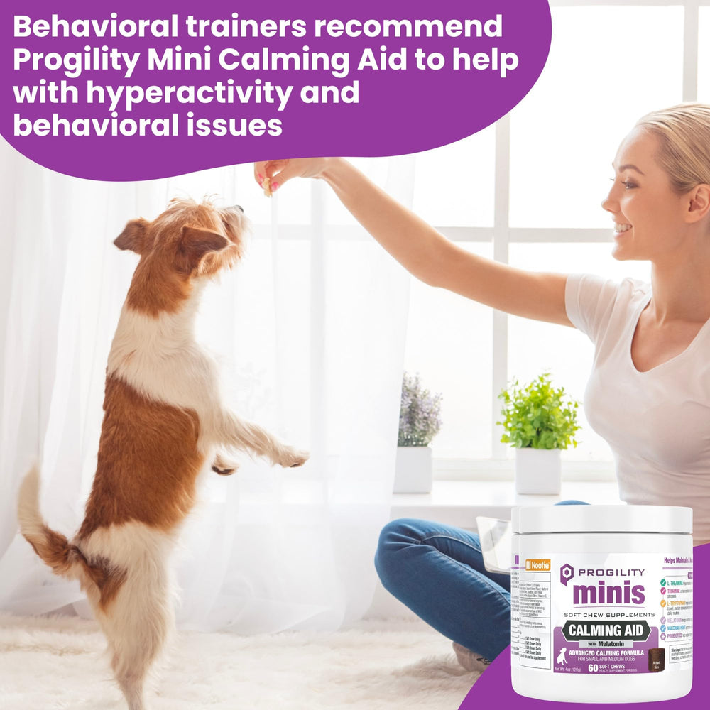 Dog relaxed during travel scene with Nootie Progility Mini Calming for situational support.
