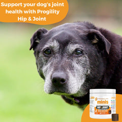 Nootie Progility Mini chews pack open illustrating convenient daily mobility aid.