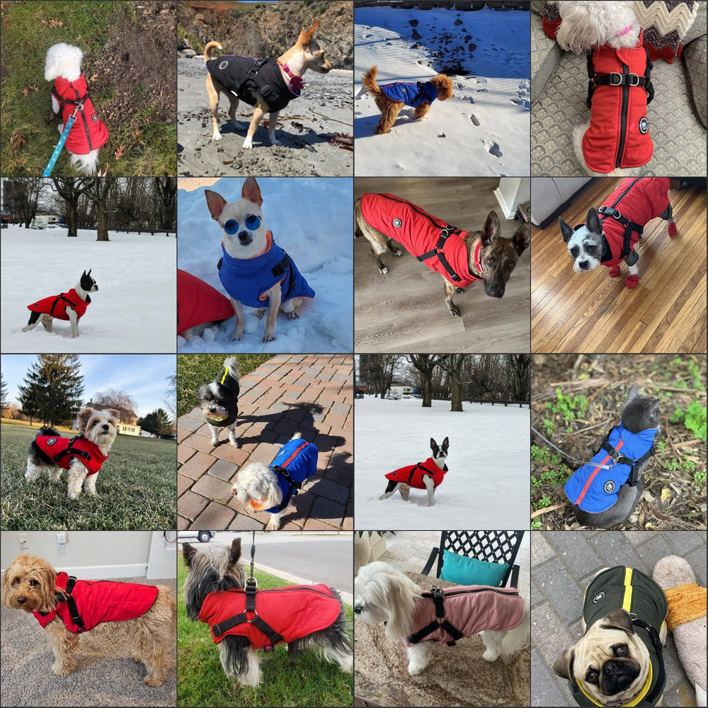 Norbi dog winter jacket water-repellent shell, red—protects against wind and light rain.
