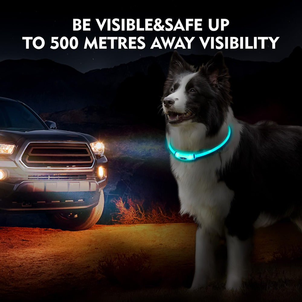 Novkin lighted dog collar cyan glow on dog for enhanced visibility