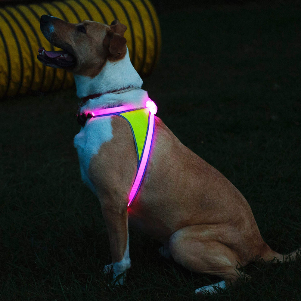 Noxgear LightHound battery life up to 12 hours per USB recharge during playtime.